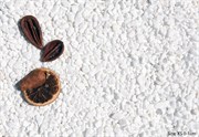 pebbles, white thasos, pebbles thasos, pebbles decoration